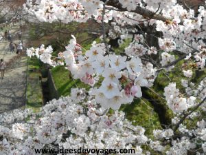 Les cerisiers en fleurs au Japon